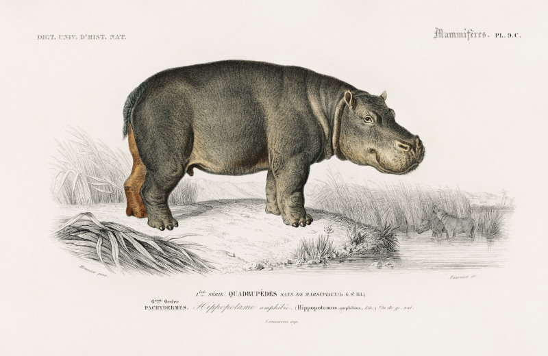 Hippopotamus illustrated by Charles Dessalines D' Orbigny